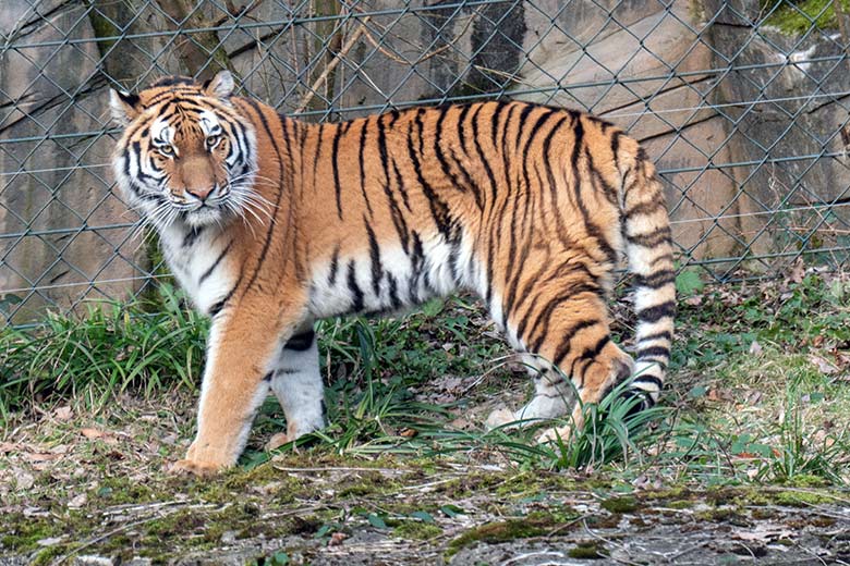 Amur-Tiger-Katze TULLIA am 30. Januar 2024 auf der kleineren Aussenanlage für Amur-Tiger im Tiger-Tal im Zoologischen Garten Wuppertal