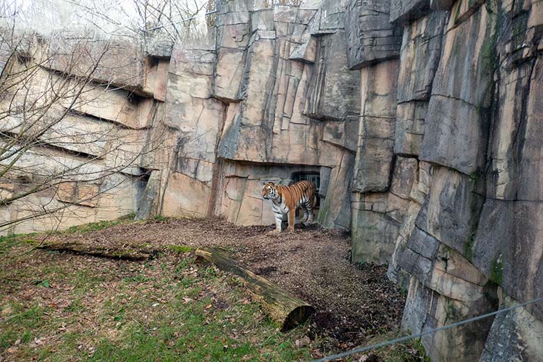 Amur-Tiger-Katze TULLIA am 30. Januar 2024 auf der kleineren Aussenanlage für Amur-Tiger im Tiger-Tal im Zoo Wuppertal