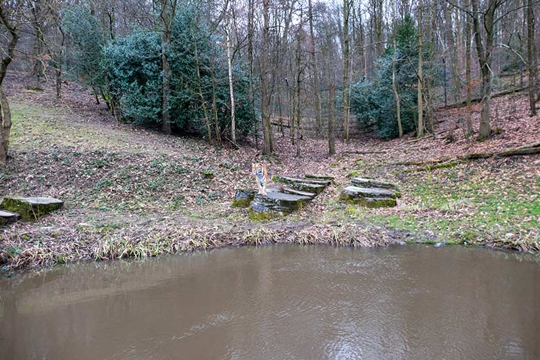 Amur-Tiger-Kater KASIMIR am 31. Januar 2024 auf der größeren Aussenanlage für Amur-Tiger im Tiger-Tal im Grünen Zoo Wuppertal