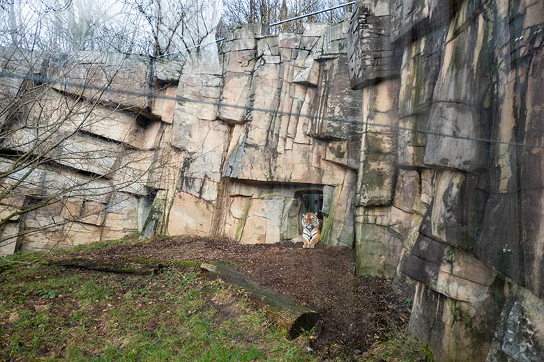 Amur-Tiger-Katze TULLIA am 10. Februar 2024 auf der kleineren Aussenanlage für Amur-Tiger im Tiger-Tal im Zoologischen Garten Wuppertal