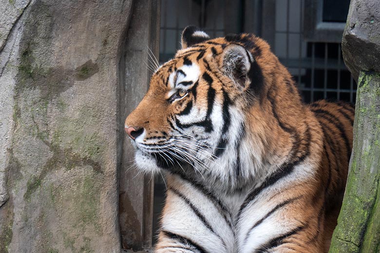 Amur-Tiger-Katze TULLIA am 10. Februar 2024 auf der kleineren Aussenanlage für Amur-Tiger im Tiger-Tal im Wuppertaler Zoo