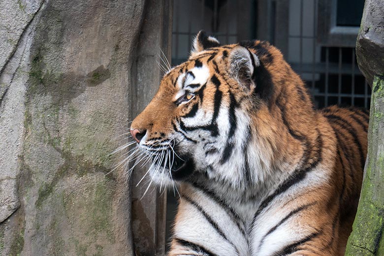 Amur-Tiger-Katze TULLIA am 10. Februar 2024 auf der kleineren Aussenanlage für Amur-Tiger im Tiger-Tal im Grünen Zoo Wuppertal