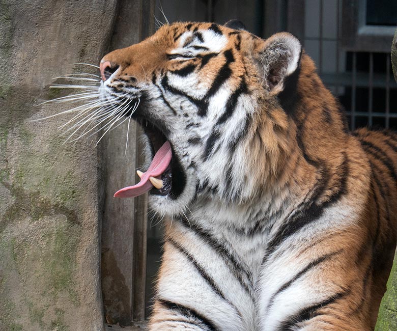 Amur-Tiger-Katze TULLIA am 10. Februar 2024 auf der kleineren Aussenanlage für Amur-Tiger im Tiger-Tal im Zoologischen Garten der Stadt Wuppertal