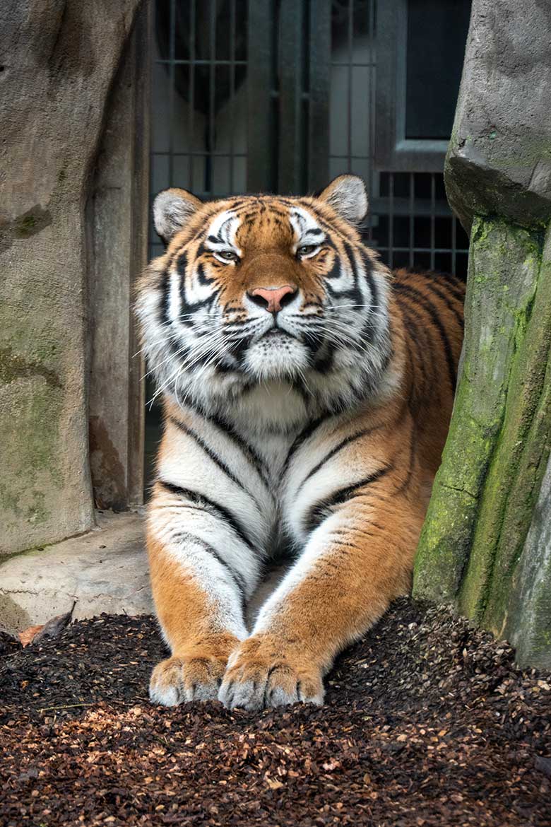 Amur-Tiger-Katze TULLIA am 10. Februar 2024 auf der kleineren Aussenanlage für Amur-Tiger im Tiger-Tal im Zoologischen Garten Wuppertal