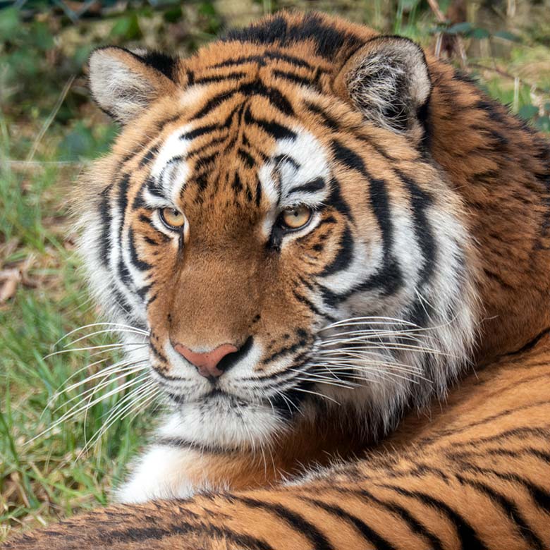 Amur-Tiger-Katze TULLIA am 15. Februar 2024 auf der kleinen Außenanlage im Tiger-Tal im Zoo Wuppertal