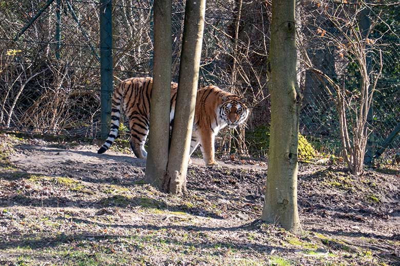 Amur-Tiger-Katze TULLIA am 9. März 2024 auf der großen Außenanlage im Tiger-Tal im Grünen Zoo Wuppertal