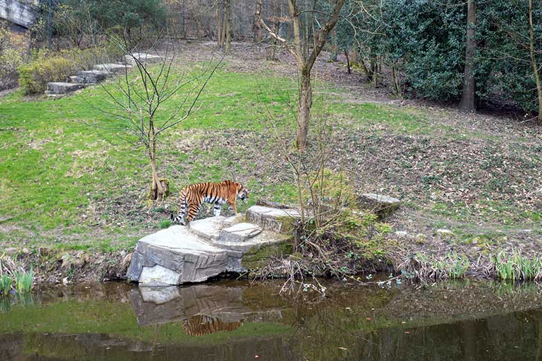 Amur-Tiger-Katze TULLIA am 10. März 2024 auf der großen Außenanlage im Tiger-Tal im Wuppertaler Zoo