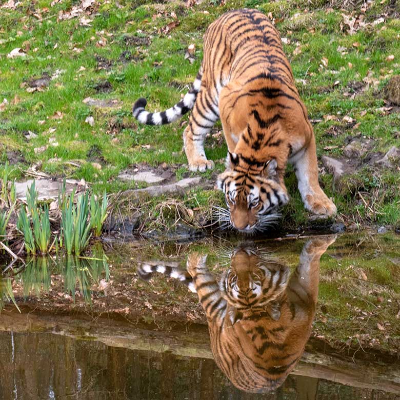 Amur-Tiger-Katze TULLIA am 10. März 2024 auf der großen Außenanlage im Tiger-Tal im Grünen Zoo Wuppertal