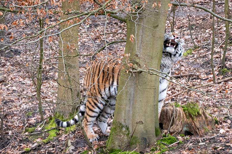 Amur-Tiger-Katze TULLIA am 10. März 2024 auf der großen Außenanlage im Tiger-Tal im Wuppertaler Zoo