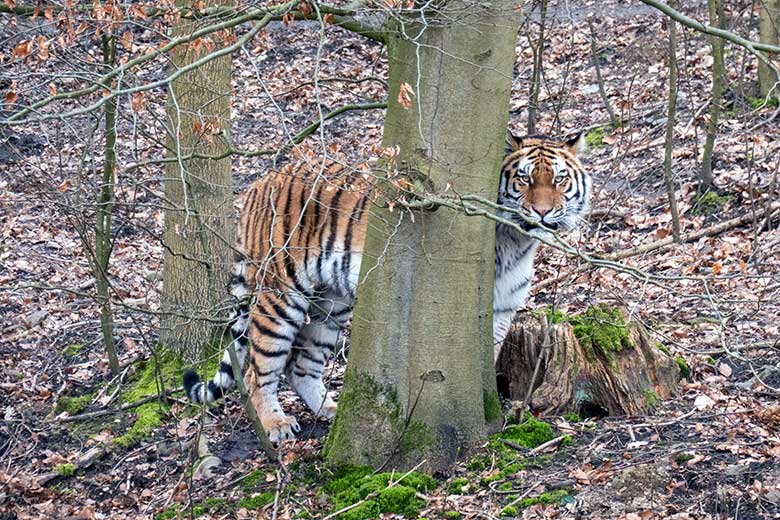 Amur-Tiger-Katze TULLIA am 10. März 2024 auf der großen Außenanlage im Tiger-Tal im Zoo Wuppertal