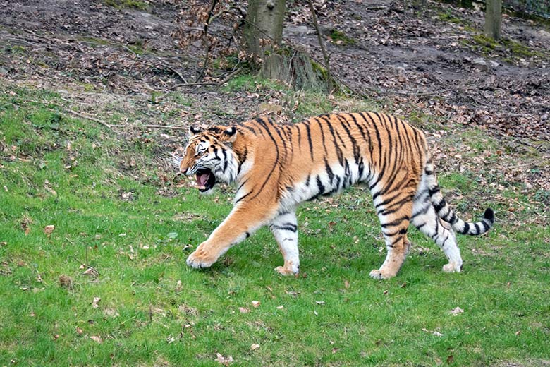 Brüllende Amur-Tiger-Katze TULLIA am 10. März 2024 auf der großen Außenanlage im Tiger-Tal im Wuppertaler Zoo