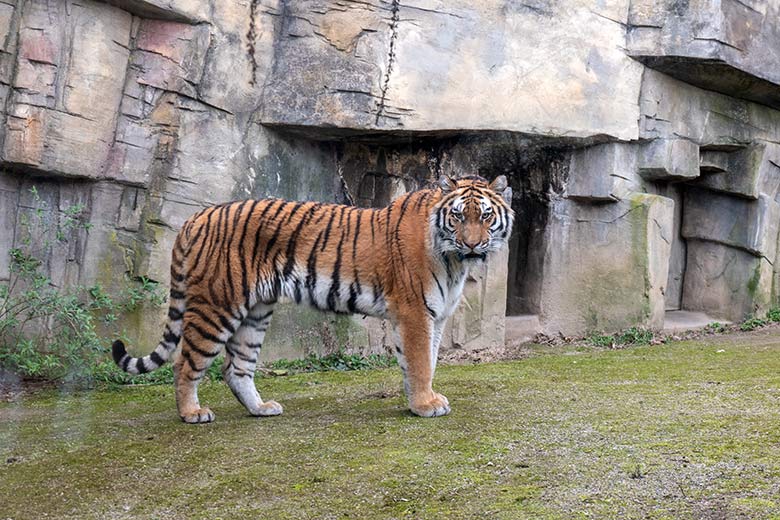 Amur-Tiger-Katze TULLIA am 10. März 2024 auf der großen Außenanlage im Tiger-Tal im Zoologischen Garten Wuppertal
