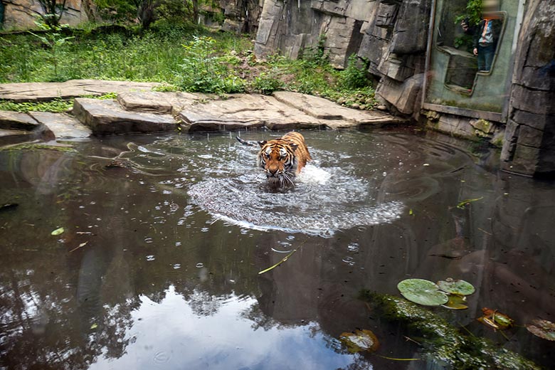 Amur-Tiger-Katze TULLIA am 25. Mai 2024 auf der kleinen Außenanlage im Tiger-Tal im Zoo Wuppertal
