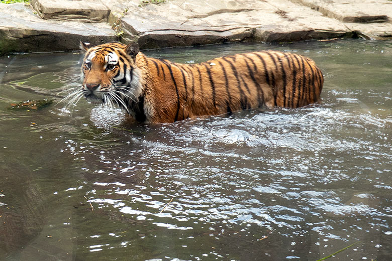 Amur-Tiger-Katze TULLIA am 25. Mai 2024 auf der kleinen Außenanlage im Tiger-Tal im Zoologischen Garten der Stadt Wuppertal
