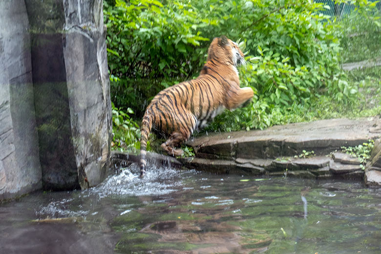 Amur-Tiger-Katze TULLIA am 25. Mai 2024 auf der kleinen Außenanlage im Tiger-Tal im Zoo Wuppertal
