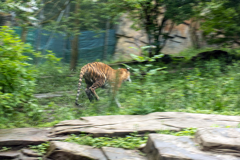 Amur-Tiger-Katze TULLIA am 25. Mai 2024 auf der kleinen Außenanlage im Tiger-Tal im Grünen Zoo Wuppertal
