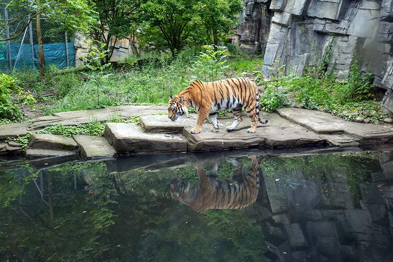 Amur-Tiger-Katze TULLIA am 21. Juni 2024 auf der großen Außenanlage im Tiger-Tal im Zoo Wuppertal