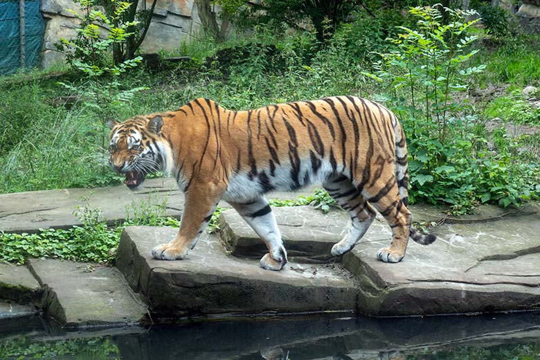 Amur-Tiger-Katze TULLIA am 21. Juni 2024 auf der großen Außenanlage im Tiger-Tal im Grünen Zoo Wuppertal