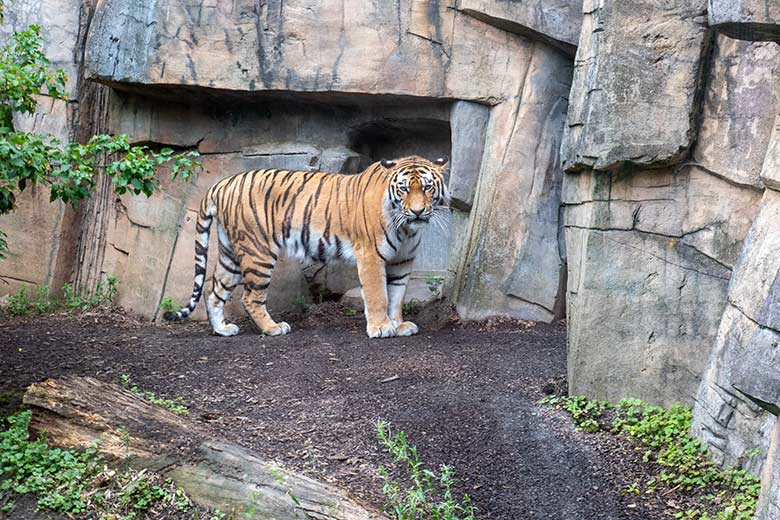Amur-Tiger-Katze TULLIA am 21. Juni 2024 auf der großen Außenanlage im Tiger-Tal im Wuppertaler Zoo