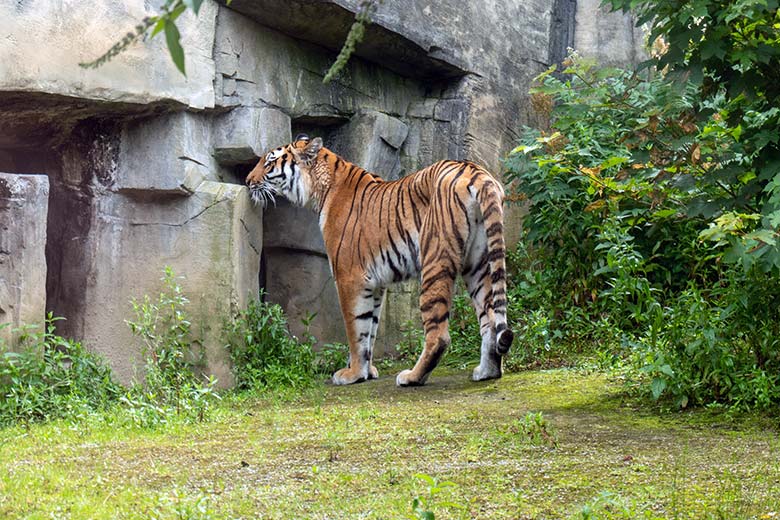 Amur-Tiger-Katze TULLIA am 21. Juni 2024 auf der großen Außenanlage im Tiger-Tal im Grünen Zoo Wuppertal