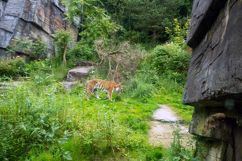 Amur-Tiger-Katze TULLIA am 21. Juni 2024 auf der großen Außenanlage im Tiger-Tal im Wuppertaler Zoo