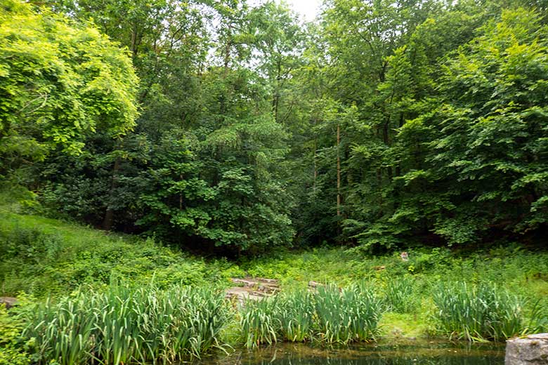 Amur-Tigerin TULLIA am 21. Juni 2024 auf der großen Außenanlage im Tiger-Tal im Wuppertaler Zoo