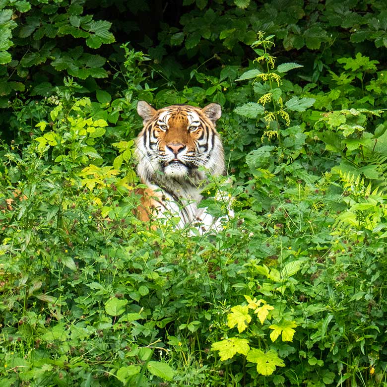 Amur-Tiger-Katze TULLIA am 21. Juni 2024 auf der großen Außenanlage im Tiger-Tal im Zoologischen Garten Wuppertal