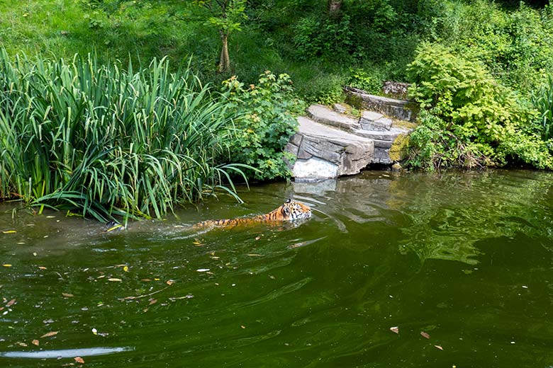 Amur-Tigerin TULLIA am 24. Juni 2024 auf der großen Außenanlage im Tiger-Tal im Wuppertaler Zoo