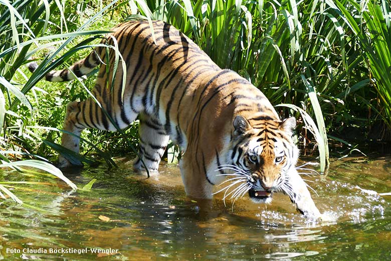 Amur-Tigerin TULLIA am 25. Juni 2024 im Wasser der großen Außenanlage im Tiger-Tal im Zoo Wuppertal (Foto Claudia Böckstiegel-Wengler)