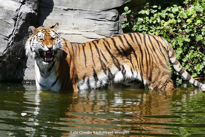 Amur-Tigerin TULLIA am 25. Juni 2024 im Wasser der großen Außenanlage im Tiger-Tal im Wuppertaler Zoo (Foto Claudia Böckstiegel-Wengler)