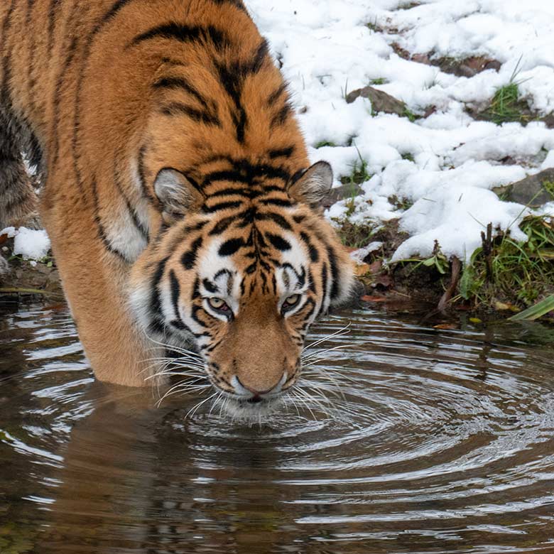 Amur-Tiger KASIMIR am 21. November 2024 am Wasser der großen Außenanlage im Tiger-Tal im Grünen Zoo Wuppertal