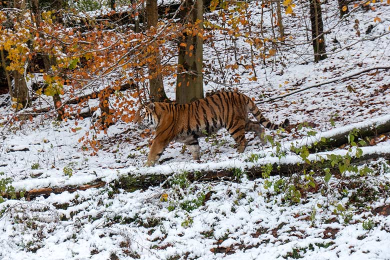Amur-Tiger KASIMIR am 21. November 2024 auf der großen Außenanlage im Tiger-Tal im Zoo Wuppertal