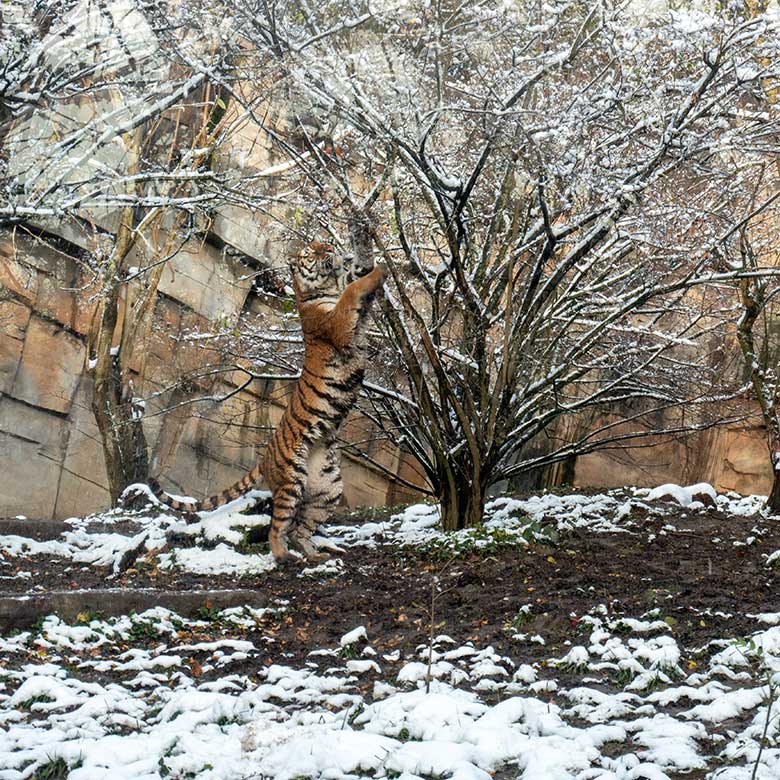 Amur-Tigerin TULLIA am 21. November 2024 auf der kleinen Außenanlage im Tiger-Tal im Zoo Wuppertal