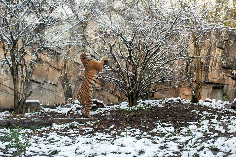 Amur-Tigerin TULLIA am 21. November 2024 auf der kleinen Außenanlage im Tiger-Tal im Zoologischen Garten Wuppertal