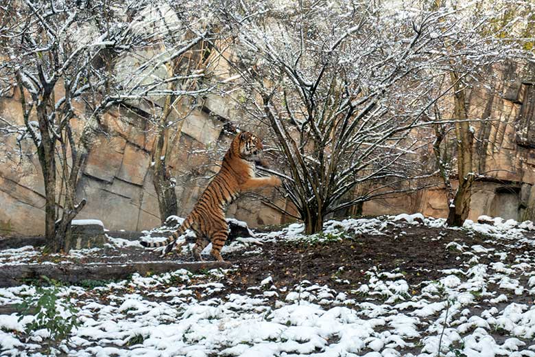 Amur-Tigerin TULLIA am 21. November 2024 auf der kleinen Außenanlage im Tiger-Tal im Wuppertaler Zoo