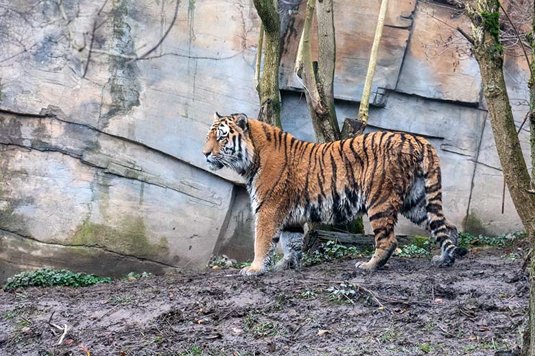 Amur-Tiger KASIMIR am 3. Dezember 2024 auf der kleinen Außenanlage im Tiger-Tal im Zoo Wuppertal