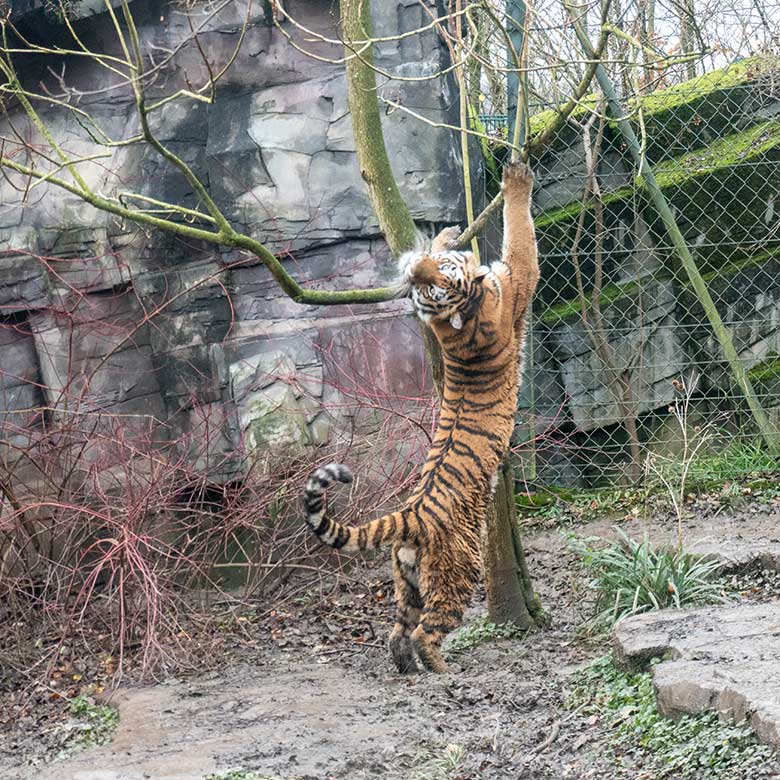 Amur-Tiger KASIMIR am 3. Dezember 2024 auf der kleinen Außenanlage im Tiger-Tal im Wuppertaler Zoo