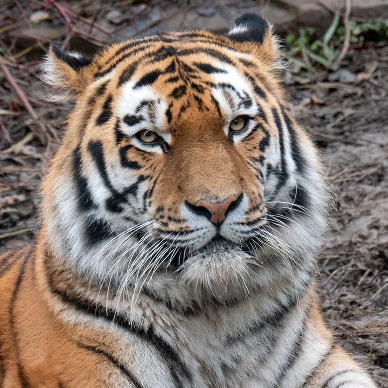 Amur-Tiger KASIMIR am 5. Dezember 2024 auf der kleinen Außenanlage im Tiger-Tal im Grünen Zoo Wuppertal