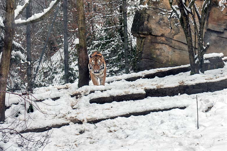 Amur-Tiger-Kater KASIMIR im Schnee am 10. Januar 2025 auf der kleineren Außenanlage im Tiger-Tal im Zoo Wuppertal