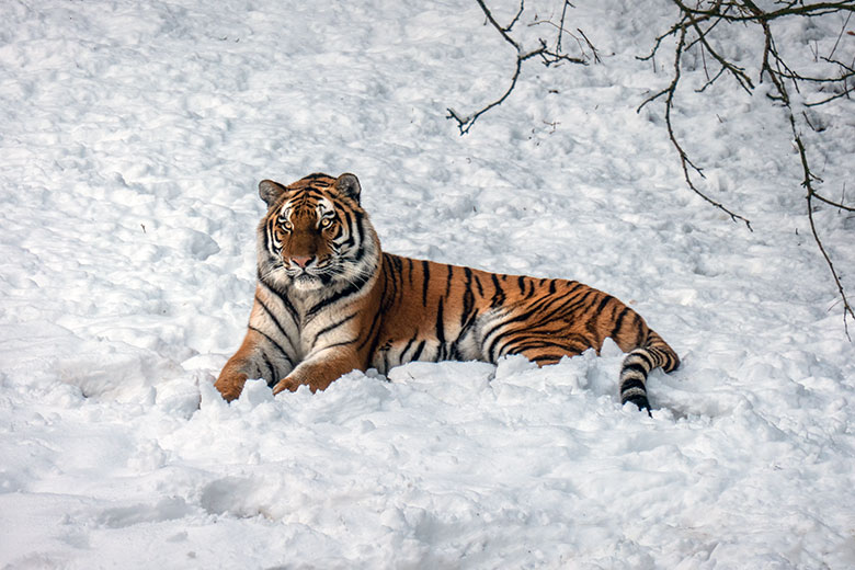 Amur-Tiger-Katze TULLIA im Schnee am 10. Januar 2025 auf der größeren Außenanlage im Tiger-Tal im Zoologischen Garten Wuppertal