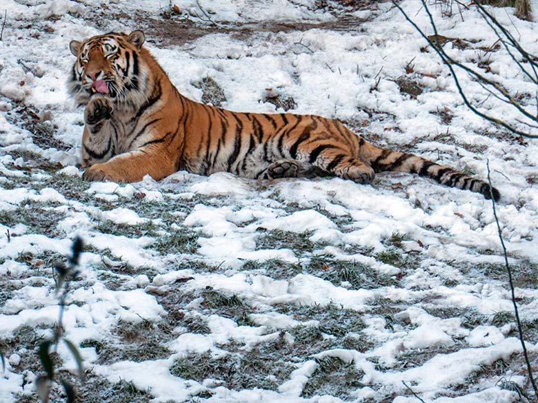 Amur-Tiger-Kater KASIMIR am 21. Januar 2025 auf der größeren Außenanlage im Tiger-Tal im Zoologischen Garten der Stadt Wuppertal