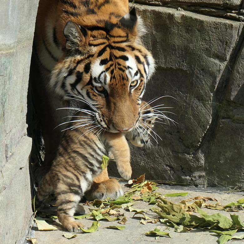 Amur-Tigerin TULLIA mit Jungtier am 27. August 2025 im leeren Wasser-Becken auf der kleineren Außenanlage im Tiger-Tal im Zoologischen Garten Wuppertal