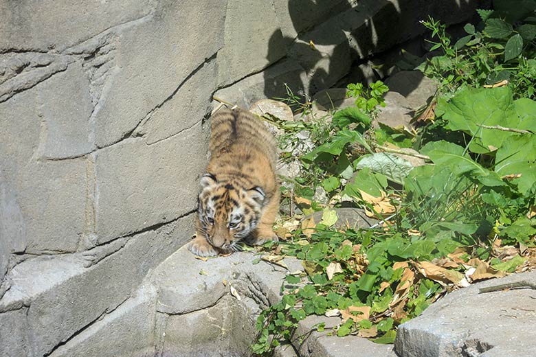 Amur-Tiger-Jungtier am 27. August 2025 auf der kleineren Außenanlage im Tiger-Tal im Zoologischen Garten der Stadt Wuppertal
