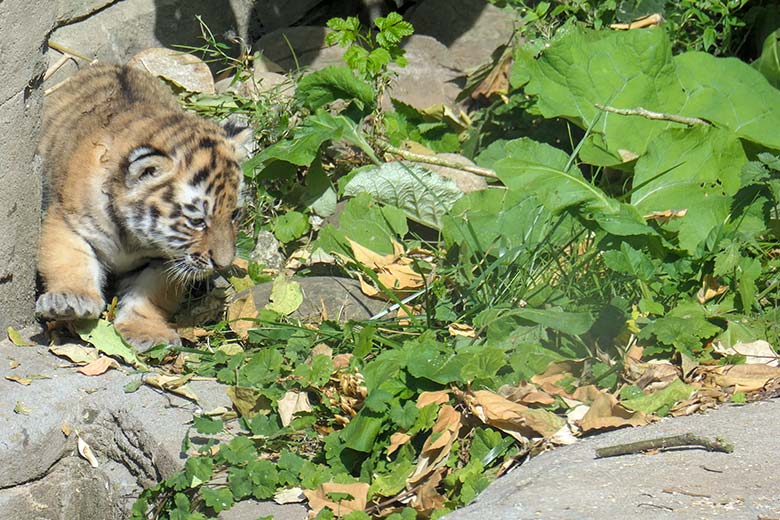 Amur-Tiger-Jungtier am 27. August 2025 auf der kleineren Außenanlage im Tiger-Tal im Wuppertaler Zoo
