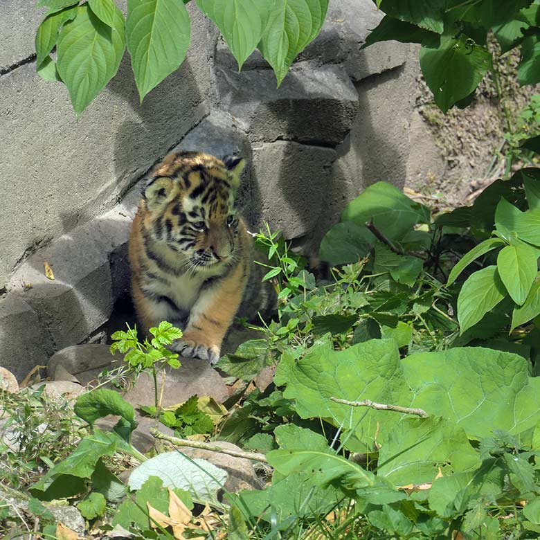 Amur-Tiger-Jungtier am 27. August 2025 auf der kleineren Außenanlage im Tiger-Tal im Grünen Zoo Wuppertal