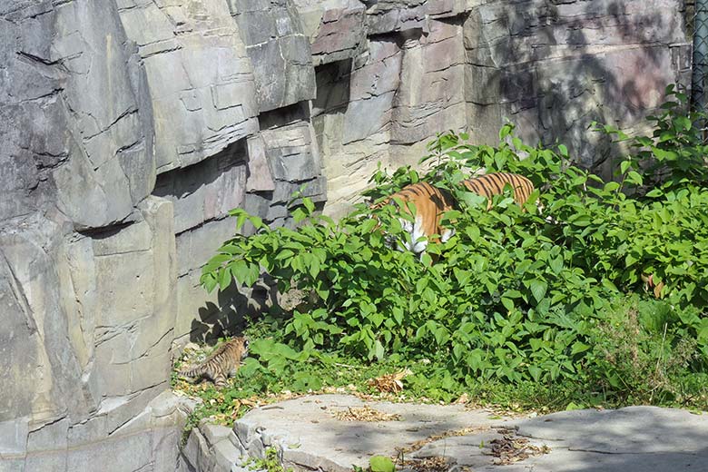 Amur-Tigerin TULLIA mit Jungtier am 27. August 2025 auf der kleineren Außenanlage im Tiger-Tal im Zoo Wuppertal