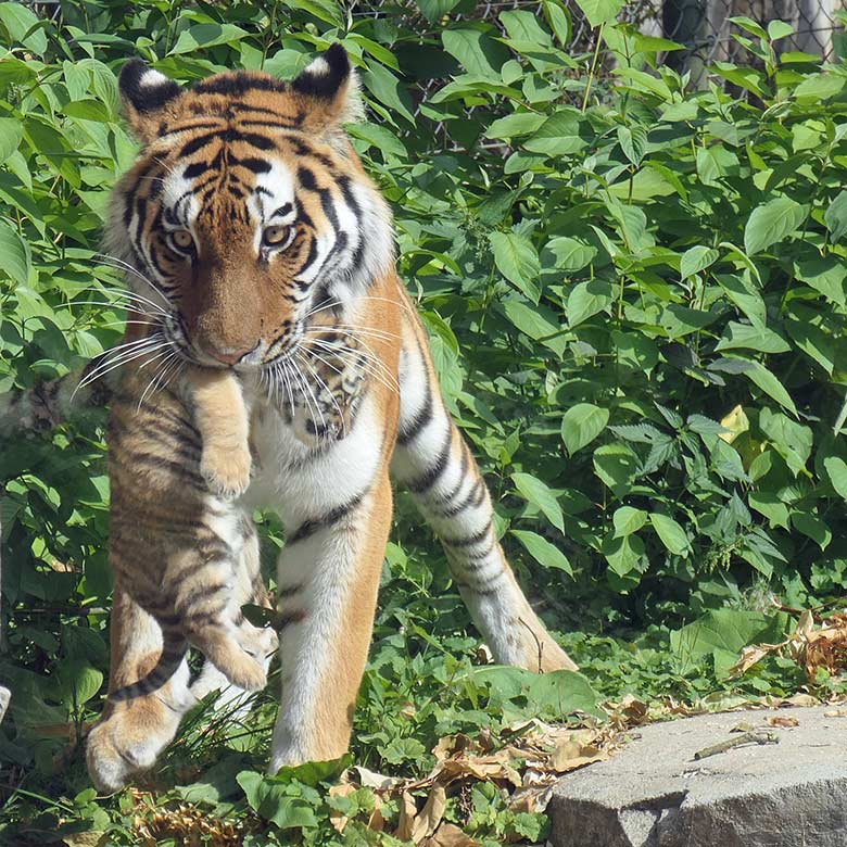 Amur-Tigerin TULLIA mit Jungtier am 27. August 2025 auf der kleineren Außenanlage im Tiger-Tal im Zoologischen Garten Wuppertal
