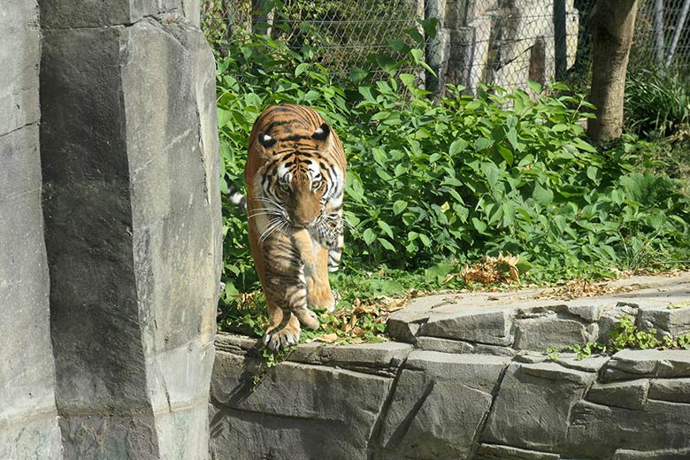Amur-Tigerin TULLIA mit Jungtier am 27. August 2025 auf der kleineren Außenanlage im Tiger-Tal im Wuppertaler Zoo