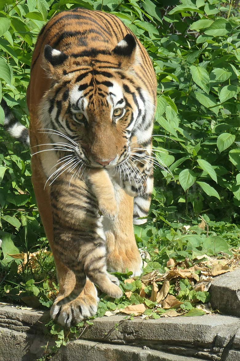 Amur-Tigerin TULLIA mit Jungtier am 27. August 2025 auf der kleineren Außenanlage im Tiger-Tal im Zoo Wuppertal