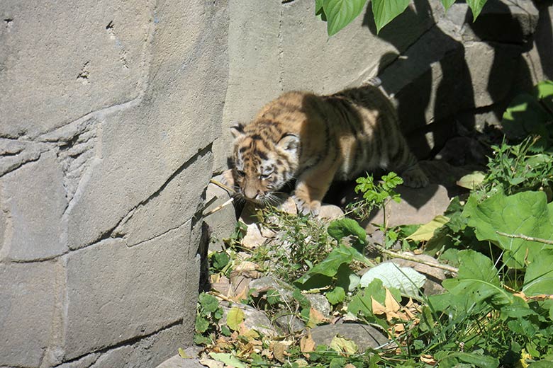 Amur-Tiger-Jungtier am 27. August 2025 auf der kleineren Außenanlage im Tiger-Tal im Grünen Zoo Wuppertal
